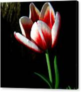 Candy Cane Tulip Canvas Print