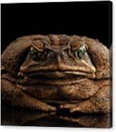 Cane Toad Canvas Print