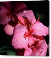 Canna In Pink Canvas Print