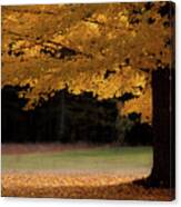 Canopy Of Autumn Gold Canvas Print