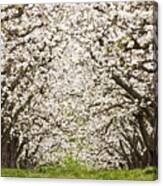 Canopy Of Blossoms Canvas Print