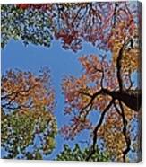 Canopy Of Color Canvas Print