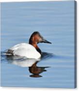 Canvasback Duck Canvas Print