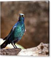 Cape Glossy Starling Canvas Print