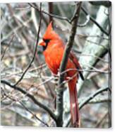 Cardinal 2 Canvas Print