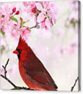 Cardinal Amid Spring Tree Blossoms Canvas Print