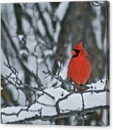 Cardinal And Snow Canvas Print