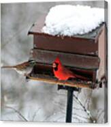 Cardinal And Sparrow At Feeder Canvas Print