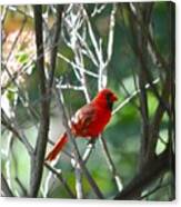 Cardinal Canvas Print