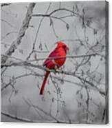 Cardinal Grey Canvas Print