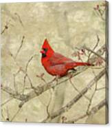 Cardinal In Tree Canvas Print