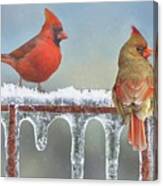 Cardinals And Icicles Canvas Print