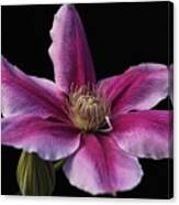Carnaby Clematis Canvas Print