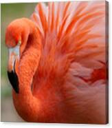 Caribbean Flamingo Canvas Print