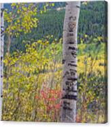 Carved Names And Initials In Autumn Aspen Trees Canvas Print