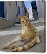 Cat Grooming In Greece Canvas Print