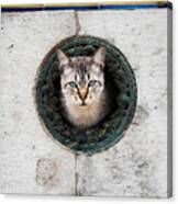 Cat In The Wall I Canvas Print