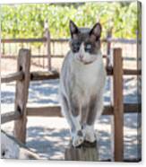 Cat On A Wooden Fence Post Canvas Print