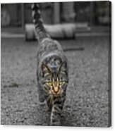 Cat On The Prowl Canvas Print