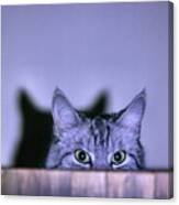 Cat See Me Canvas Print