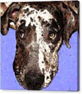 Catahoula Leopard Dog - Soulful Eyes Canvas Print