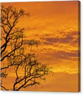 Catalpa Tree Sunrise Canvas Print