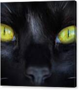 Cat's Eyes Canvas Print