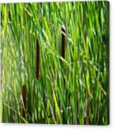 Cattails In The Morning Sun Canvas Print