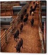 Cattle In The Alley Canvas Print