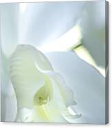 Cattleya Orchid #1 Canvas Print