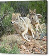 Coyote Chase Canvas Print