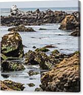 Cayucos Coast B3920 Canvas Print