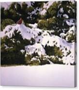 Cedar And Snow Canvas Print