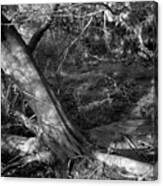 Cedar And Swamp Canvas Print