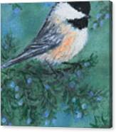 Cedar Chickadee 1 Canvas Print