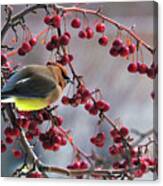 Cedar Waxwing - Flowering Crab Tree Canvas Print