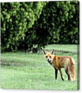 Cemetery Fox Canvas Print