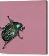 Chaf Beetle Canvas Print