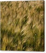 Changing Wheat Canvas Print
