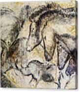 Chauvet Horses Aurochs And Rhinoceros Canvas Print