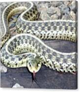 Checkered Garter Snake Canvas Print