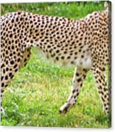 Cheetah Canvas Print,photographic Print,art Print,framed Print,greeting Card,iphone Case, Canvas Print