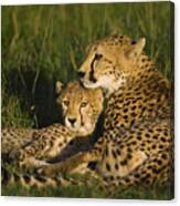 Cheetah Mother And Cub Canvas Print