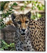 Cheetah On The Prowl Canvas Print