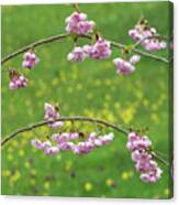 Cherry Accolade Blossom Canvas Print