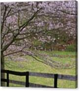 Cherry Blossom Fence Canvas Print
