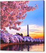 Cherry Blossom Festival Canvas Print
