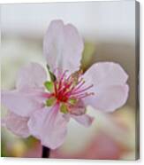 Cherry Blossom I Canvas Print