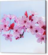 Pink Blossom Canvas Print