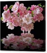 Cherry Blossom Reflections On Black Canvas Print